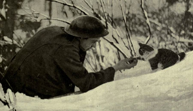 Illustration for article titled These Are the Brave and Fluffy Cats Who Served in World War I